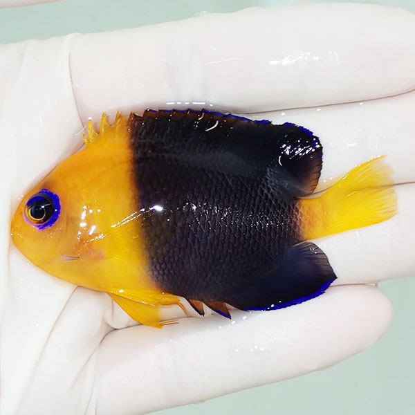 【現物】粒エサOK ココスピグミーエンゼル 7.5cm± !海水魚 ヤッコ 15時までのご注文で当日発送(t111