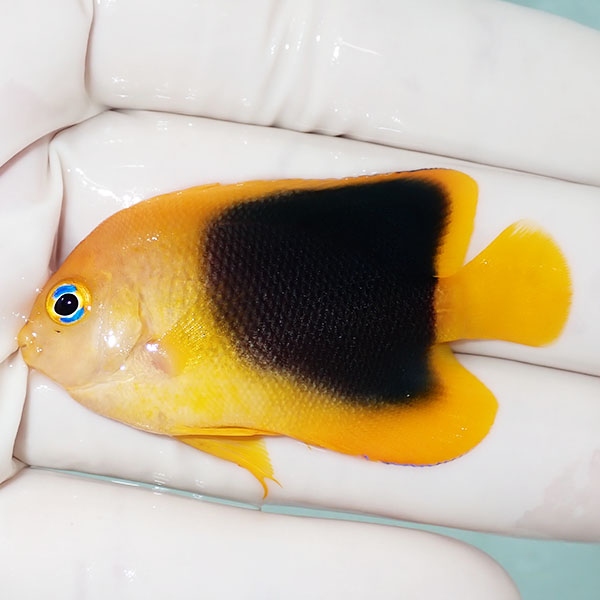 【現物3】ロックビューティー 5.5cm±!海水魚 ヤッコ 15時までのご注文で当日発送(t111