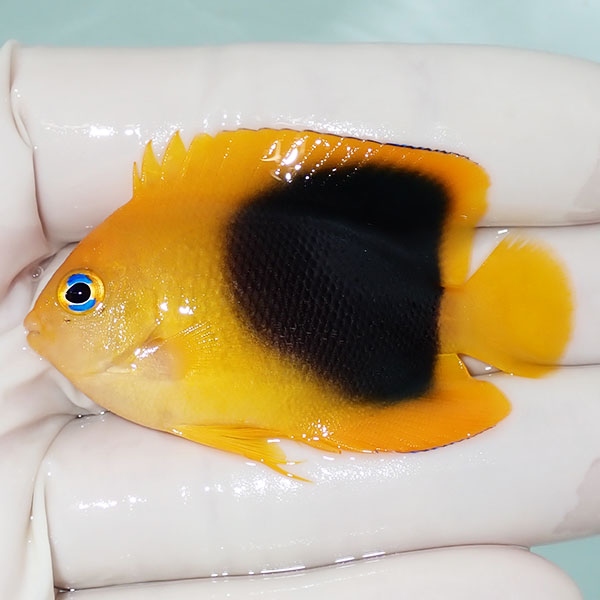 【現物4】ロックビューティー 5.5cm±!海水魚 ヤッコ 15時までのご注文で当日発送(t111