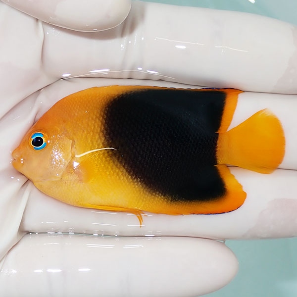 【現物5】ロックビューティー 6.2cm±!海水魚 ヤッコ 15時までのご注文で当日発送(t111