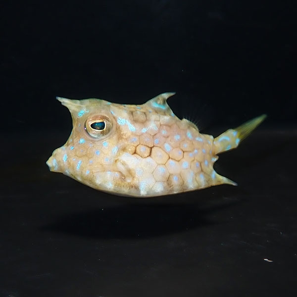 シマウミスズメ 6-8cm±!海水魚 ハコフグ 15時までのご注文で当日発送(t111