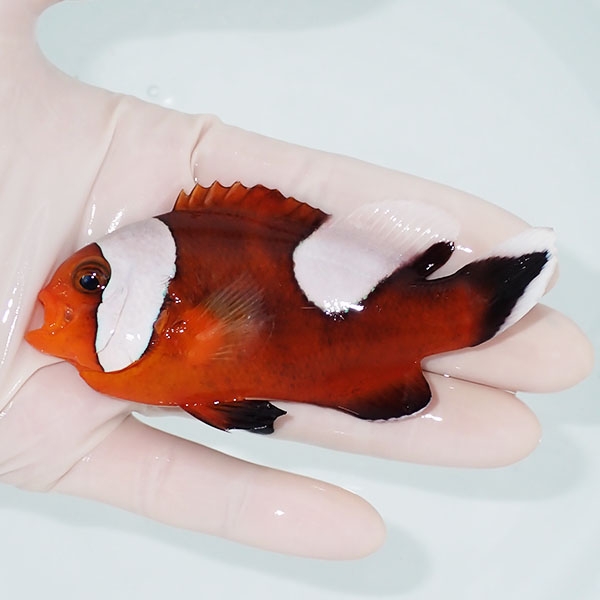 【現物2】トウアカクマノミ big 10.5cm±!海水魚 クマノミ ブリード 15時までのご注文で当日発送(t111