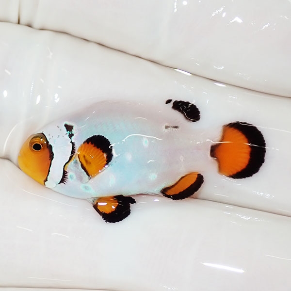 【現物3】プラチナクラウン 3cm±!海水魚 クマノミ ブリード 15時までのご注文で当日発送(t111