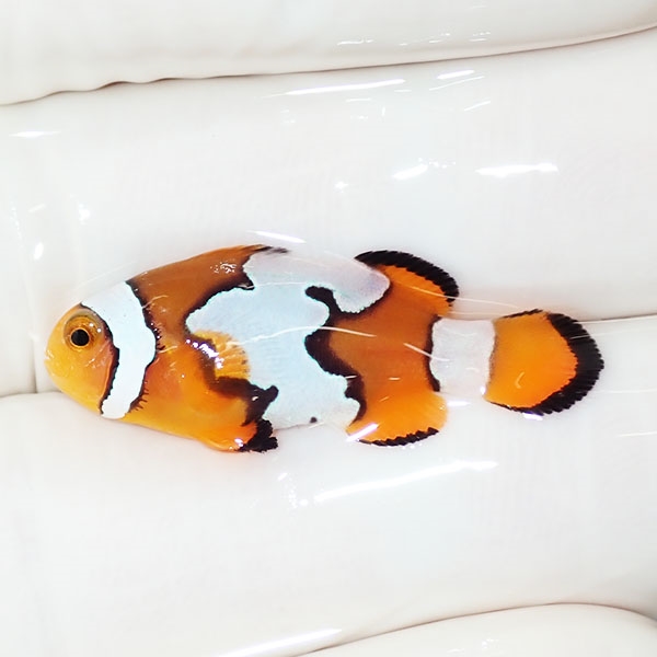 【現物2】ブラックアイスオセラリス 3cm±! 海水魚 クマノミ 餌付け 15時までのご注文で当日発送(t115(t207