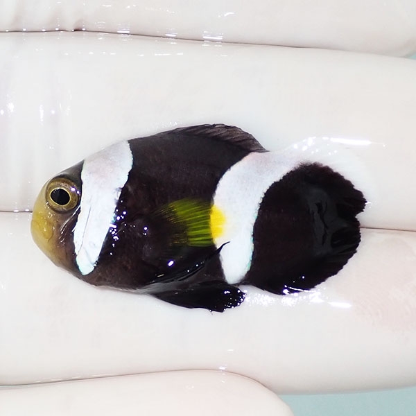 【現物】ホワイトチップアネモネ ハートテール 3.5cm±!海水魚 クマノミ ブリード 15時までのご注文で当日発送(t111