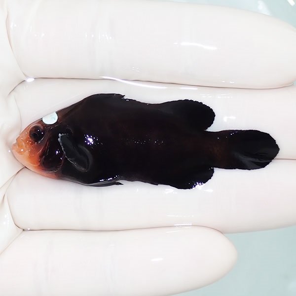 【現物1】ドミノクラウン 6cm±!海水魚 クマノミ ブリード 15時までのご注文で当日発送(t111