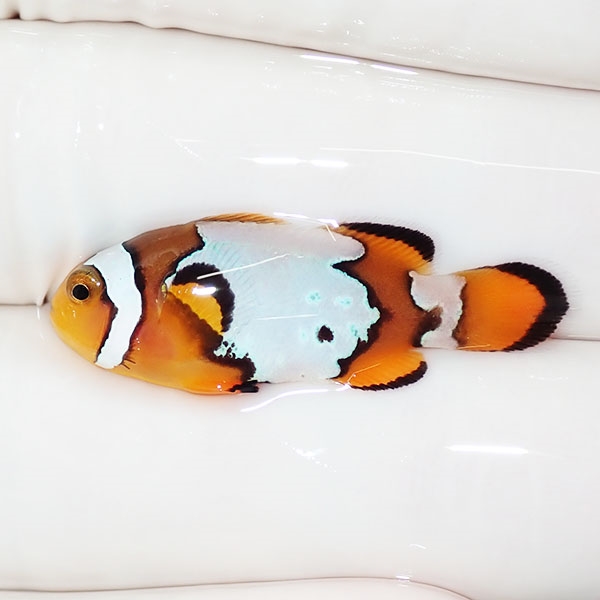 【現物1】スノーフレークオセラリス 3cm±!海水魚 クマノミ ブリード 15時までのご注文で当日発送(t111