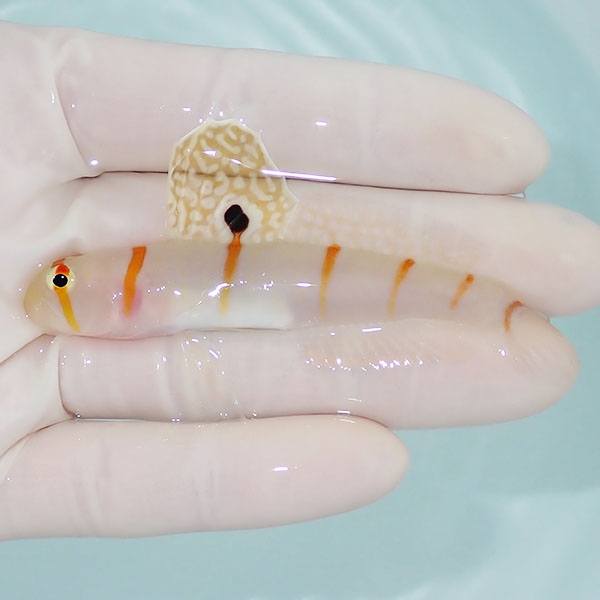 【現物】ニチリンダテハゼ BIG 8.5cm±! 海水魚 ハゼ 15時までのご注文で当日発送(t111(t207