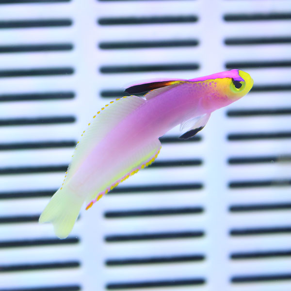 パープルファイヤーゴビー 6-8cm !海水魚 ハゼ 15時までのご注文で当日発送【ハゼ】(t121