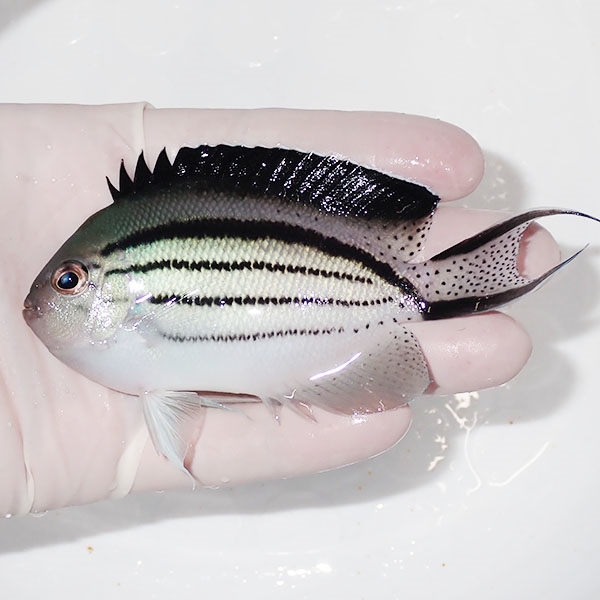 【現物1】タテジマヤッコ 10cm±! 海水魚 ヤッコ 15時までのご注文で当日発送(t111(t207