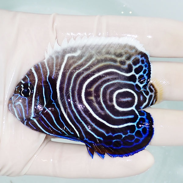 【現物4】ウズマキ（ウズキン） 7.5cm±! 海水魚 ヤッコ 15時までのご注文で当日発送(t111(t207