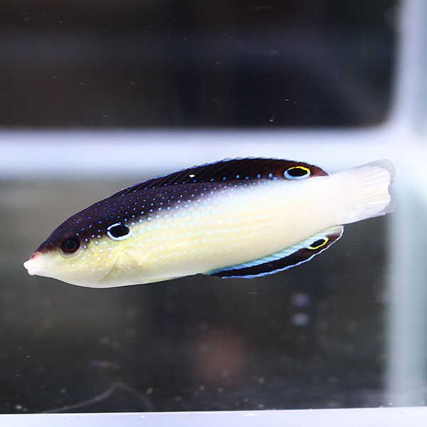 ニューギニアラス 7-9cm±!海水魚 ベラ15時までのご注文で当日発送(t122