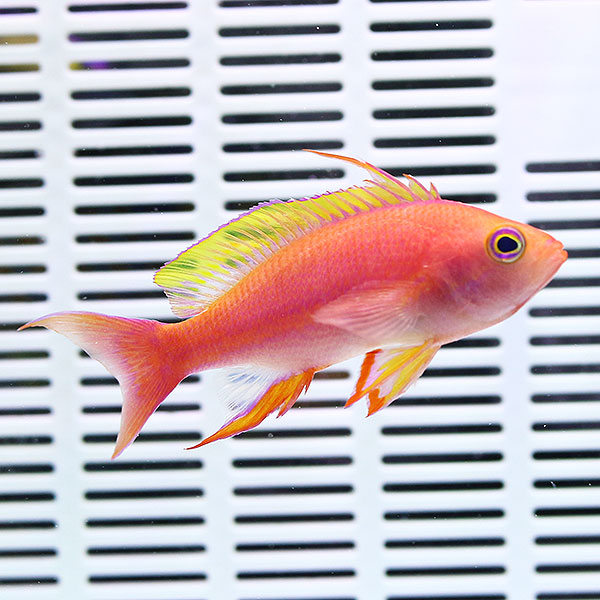 レスプレンデントアンティアス オス 5匹セット! 5-7cm± 海水魚 ハナダイ 餌付け15時までのご注文で当日発送(t118