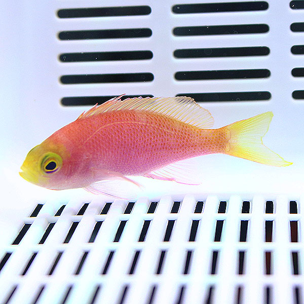 レスプレンデントアンティアス メス 4-6cm±! 海水魚 ハナダイ 餌付け15時までのご注文で当日発送(t118