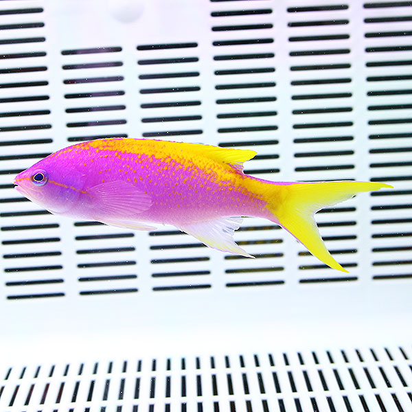 エバンスアンティアス オス 8-10cm±!海水魚 ハナダイ 餌付け未 15時までのご注文で当日発送(t118