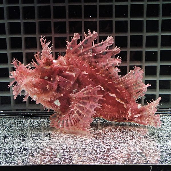 【現物2】ボロカサゴ 16.5cm± ! 海水魚  15時までのご注文で当日発送【カサゴ】(t207