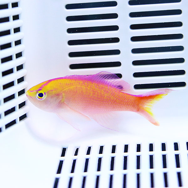 ディアディムアンティアスオス 3匹セット 4-6cm±! 海水魚 ハナダイ 餌付け 15時までのご注文で当日発送(t118