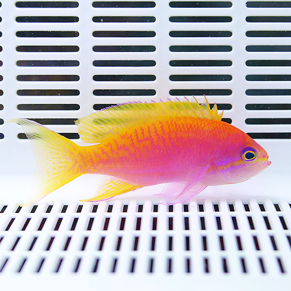 スクリブルドアンティアス メス 4-6cm±! 海水魚 ハナダイ 餌付け15時までのご注文で当日発送(t118