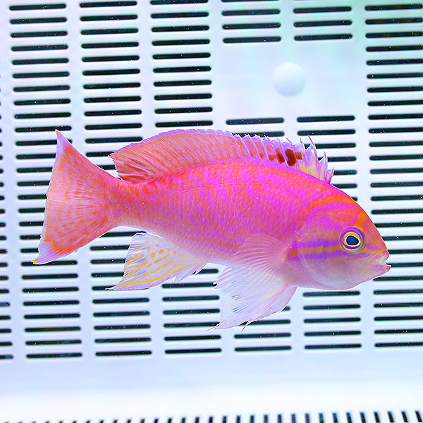 スクリブルドアンティアス オス 8-10cm±  ! 海水魚 ハナダイ 餌付け15時までのご注文で当日発送(t118