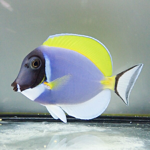 パウダーブルータン 7-9cm±!   ハギ 海水魚 死着保証 15時までのご注文で当日発送(t119