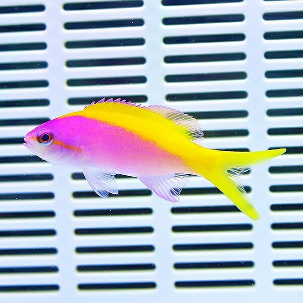 エバンスアンティアス 3匹セット 4-6cm±! 海水魚 ハナダイ 餌付け未 15時までのご注文で当日発送(t118