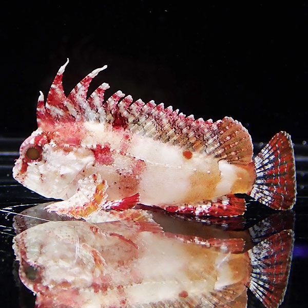 【サンプル】バンドテールワスプフィッシュ 4-6cm± ! 海水魚  15時までのご注文で当日発送【カサゴ】(t207