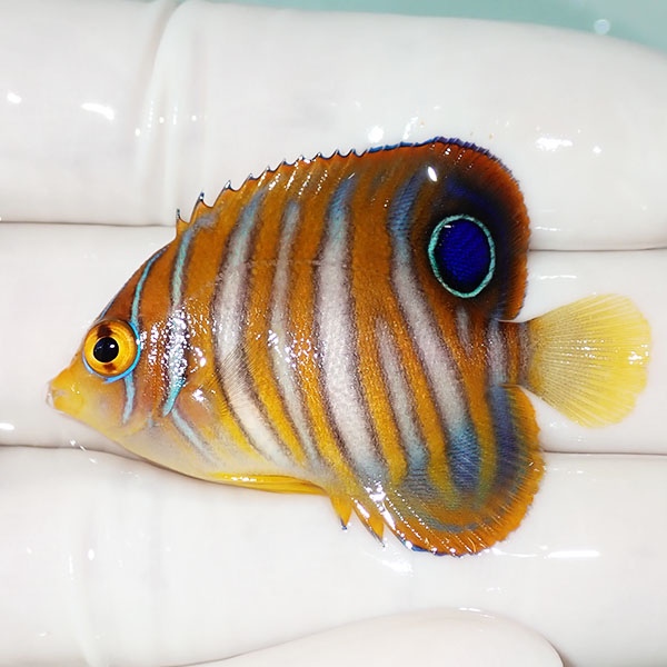 【現物16】ニシキヤッコ 4.5cm±!海水魚 ヤッコ15時までのご注文で当日発送(t111(t207