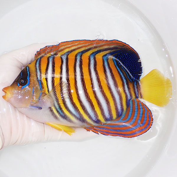 【現物17】ヒレスレ有り ニシキヤッコBIG 19cm±!海水魚 ヤッコ15時までのご注文で当日発送(t111(t207