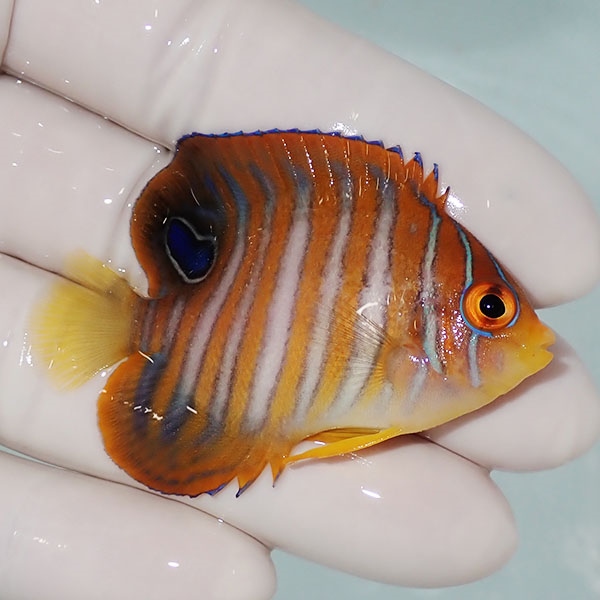 【現物19】ニシキヤッコ 5.5cm±!海水魚 ヤッコ15時までのご注文で当日発送(t111(t207