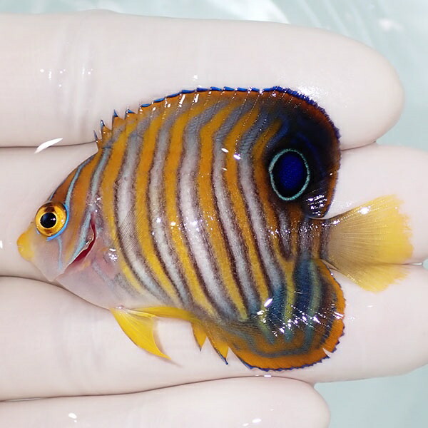 【現物20】ニシキヤッコ 5.5cm±!海水魚 ヤッコ15時までのご注文で当日発送(t111(t207