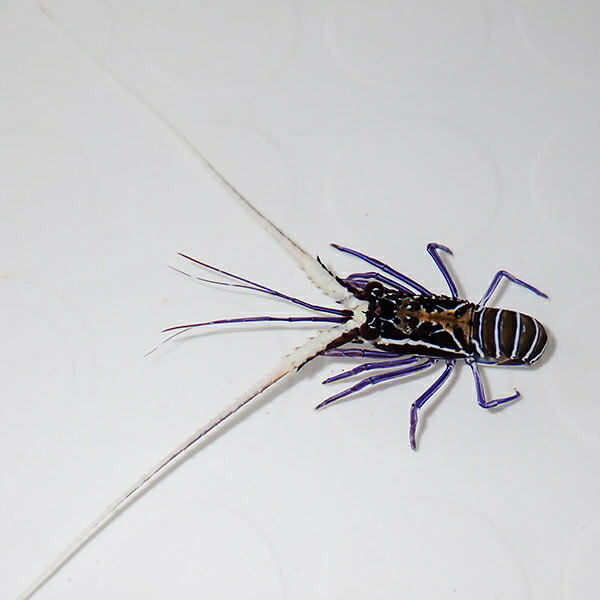 ゴシキエビ 1匹 4-6cm± !15時までのご注文で当日発送(t129