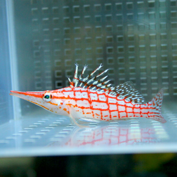 クダゴンベ8-10cm !海水魚 ゴンベ 餌付け15時までのご注文で当日発送(t125