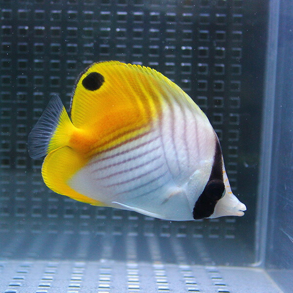 トゲチョウ 3匹セット 6-8cm±! 海水魚 チョウチョウウオ 【チョウチョウウオ】(t114