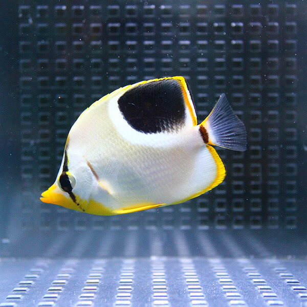 セグロチョウ 6-8cm±! 海水魚  【チョウチョウウオ】(t114