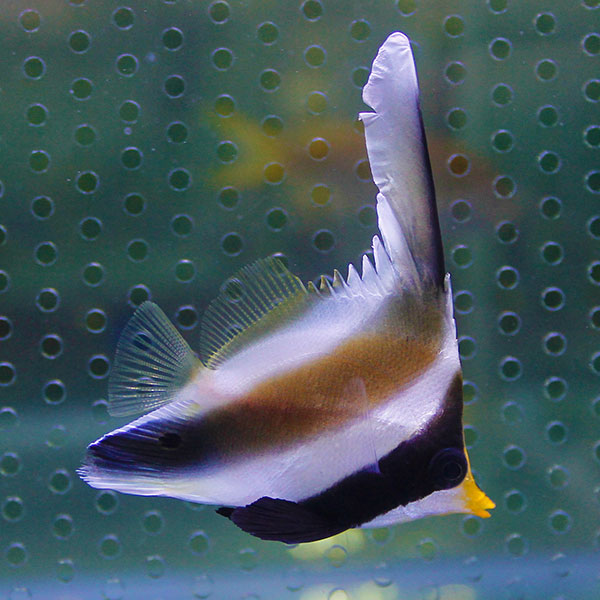 ミナミハタタテダイ 6-8cm±!海水魚 チョウチョウウオ 【チョウチョウウオ】