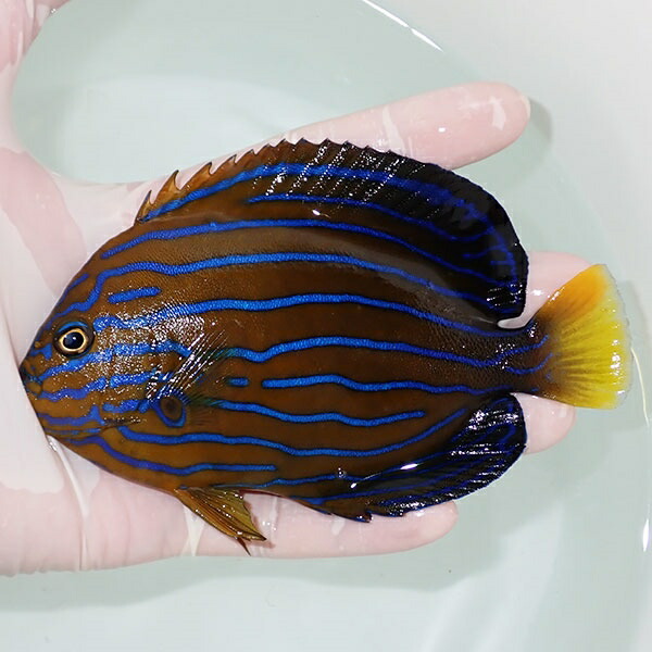 【現物14】キンチャクダイ 14cm±!海水魚 ヤッコ  15時までのご注文で当日発送(t111(t207