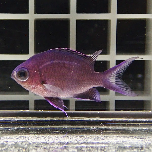 シロボシスズメダイ幼魚 3-4cm±! 海水魚 スズメダイ 15時までのご注文で当日発送(t111(t207