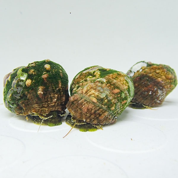 スガイ 苔とり スーパーシッタカ 3個セット! クリーナー 貝 【15時までのご注文で当日発送】(t130