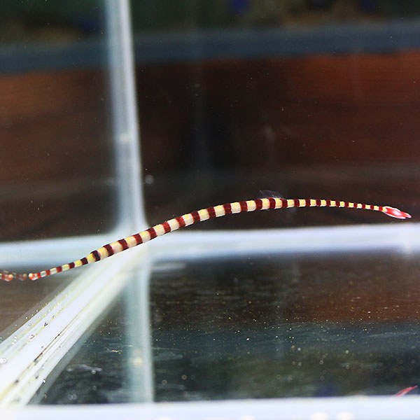 オイランヨウジ 大きめ （1匹）! 海水 生体  15時までのご注文で当日発送【ヨウジウオ】(t123