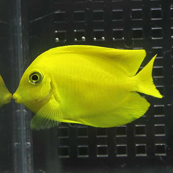 クログチニザダイ（ヘラルドタイプ） 4-6cm±   海水魚 ハギ!15時までのご注文で当日発送(t119