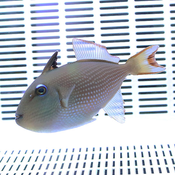 ホシモンガラ メス（1匹） 7-9cm±! 海水魚 モンガラ 餌付け15時までのご注文で当日発送(t119【モンガラ】