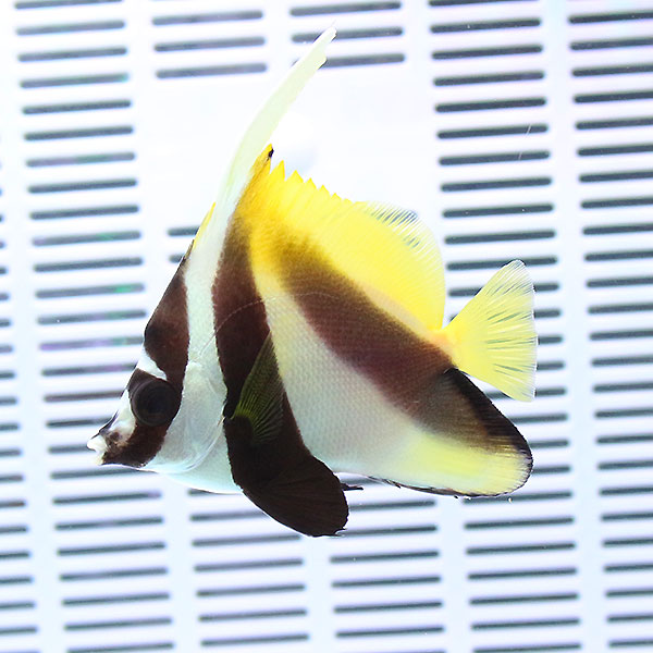 オニハタタテダイ 7-9cm±! 海水魚 チョウチョウウオ 餌付け!15時までのご注文で当日発送(t114