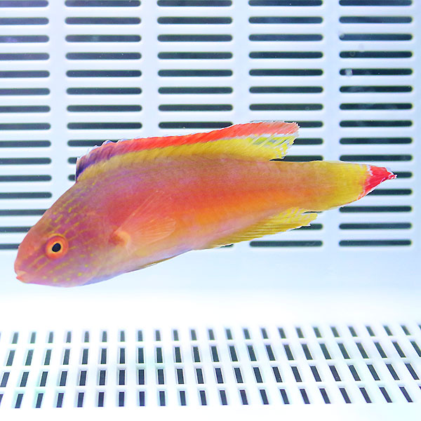 ベニヒレイトヒキベラ オス 8-11cm±! 海水魚 ベラ 餌付け15時までのご注文で当日発送(t122