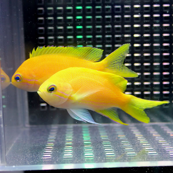 スミレナガハナダイ メス 10-12cm± ! 海水魚 ハナダイ 餌付け済み 15時までのご注文で当日発送(t118