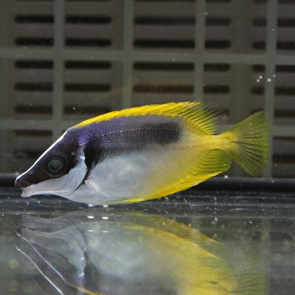 ★ヒフキアイゴ 4-6cm±!海水魚 ハギ 15時までのご注文で当日発送【アイゴ】(t119