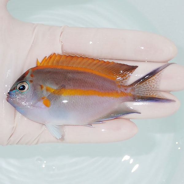 【現物3】ベルスエンゼル ♂ 9.5cm±! 海水魚 ヤッコ 15時までのご注文で当日発送(t111(t207