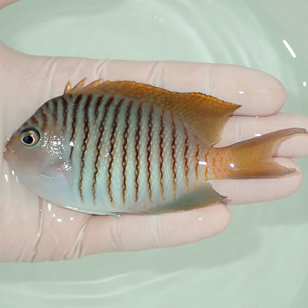 【現物5】 ヤイトヤッコ ♂  10.5cm± ! 海水魚 ヤッコ 15時までのご注文で当日発送(t111(t207