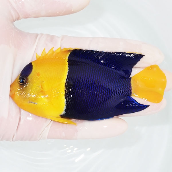 【現物2】ソメワケヤッコ big 11cm±! 海水魚 ヤッコ  15時までのご注文で当日発送(t111(t207