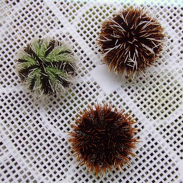 シラヒゲウニmix(1匹）5-7センチ!【15時までのご注文で当日発送】【ウニ】