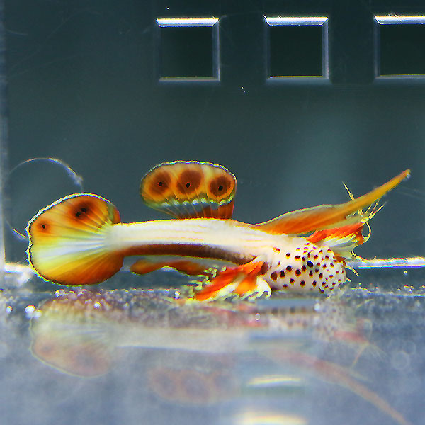 ホムラハゼ 2cm ! 海水魚 ハゼ 15時までのご注文で当日発送【ハゼ】(t121